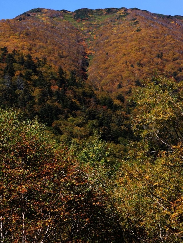 三国峠の紅葉の状況の画像