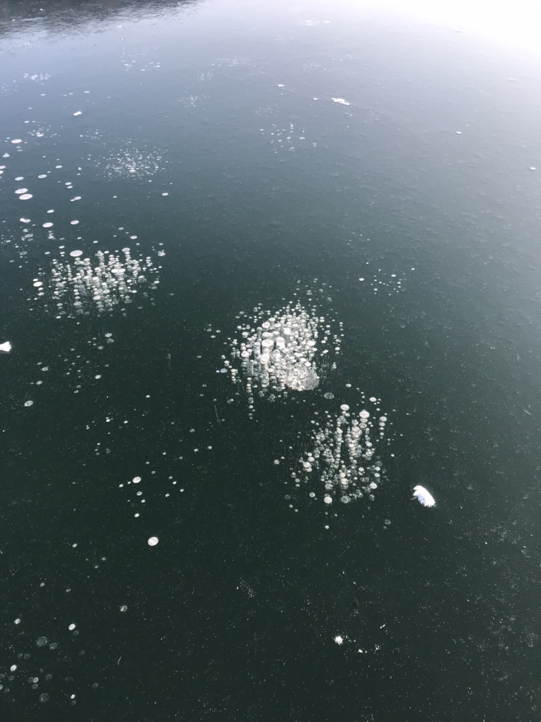 今シーズンも糠平湖でアイスバブル出現!の画像