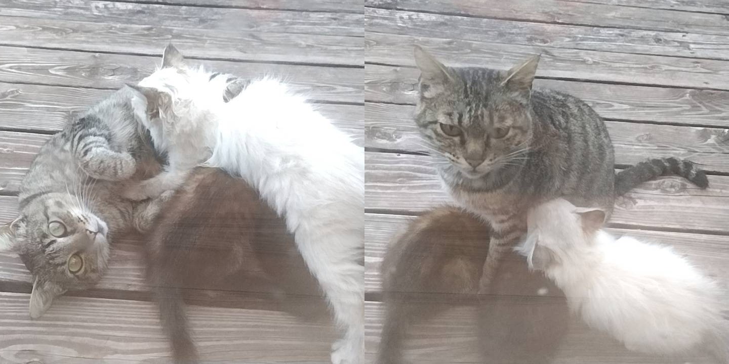 😺猫の飼い主を募集しています🐈🐈🐈の画像