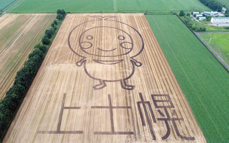 高橋農場さんの小麦畑にほろんちゃんの地上絵出現