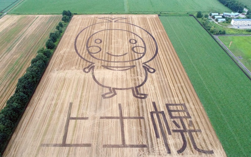 高橋農場さんの小麦畑にほろんちゃんの地上絵出現