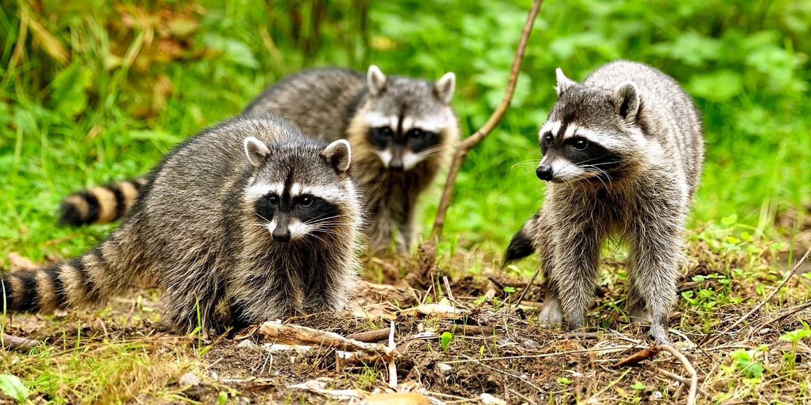 アライグマの対応についての画像