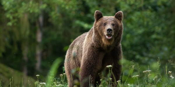 ヒグマにご注意くださいの画像