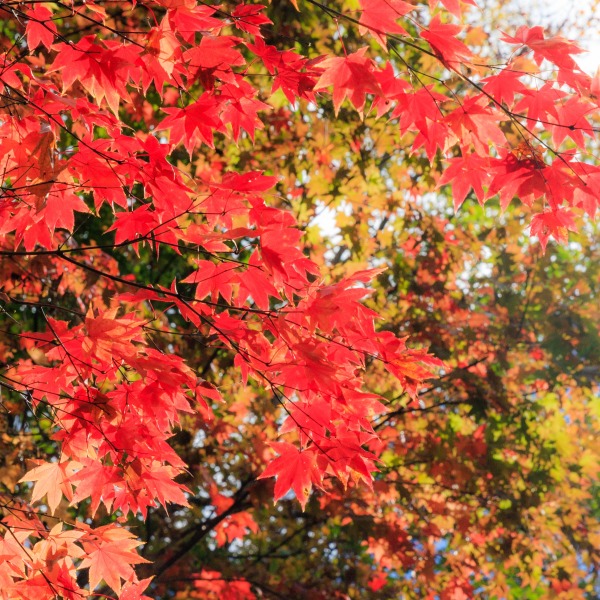 ぬかびら源泉郷の紅葉