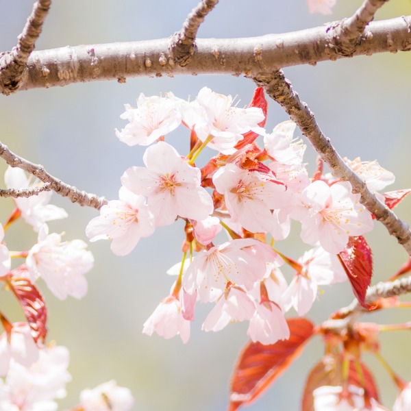 桜開花