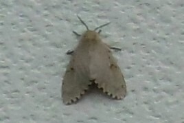 マイマイガの画像